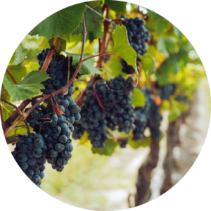 Jadin C. Bragg secondary