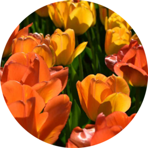 Julie Coyne secondary